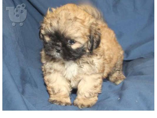 PoulaTo: Οικογένεια Rasie Shih Tzu